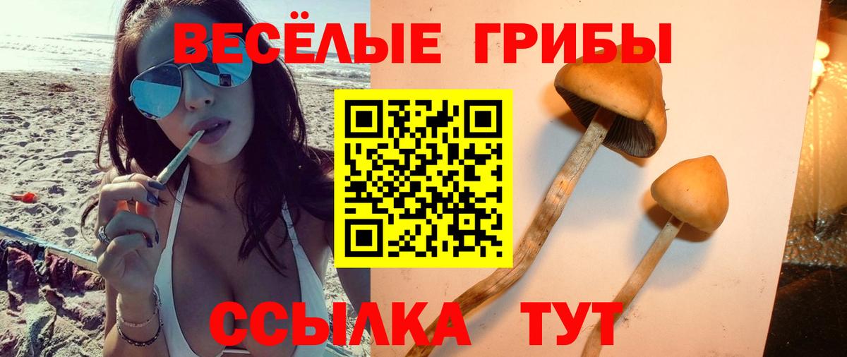 Псилоцибиновые грибы Psilocybe Саки